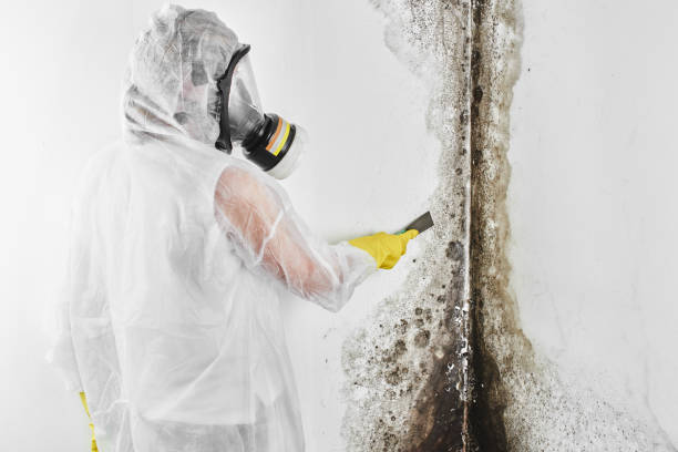 Best Industrial Mold Remediation in Americus, GA