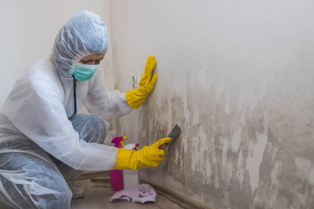 Best Kitchen Mold Remediation in Americus, GA