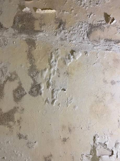 Best Black Mold Remediation in Americus, GA